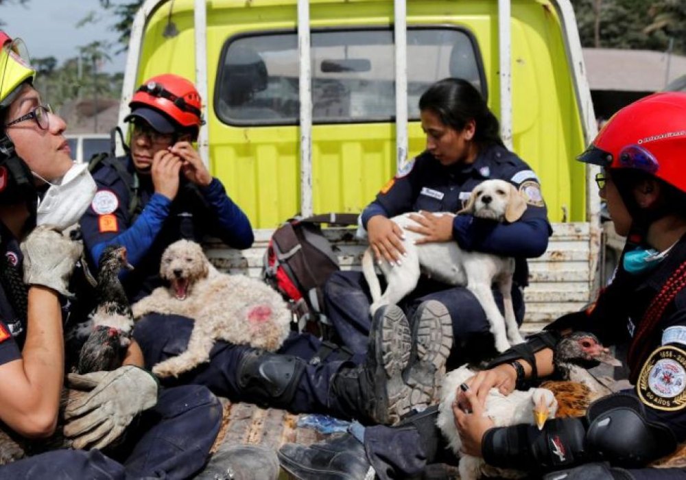 En Guatemala han atendido a más de 300 animales tras erupción volcánica